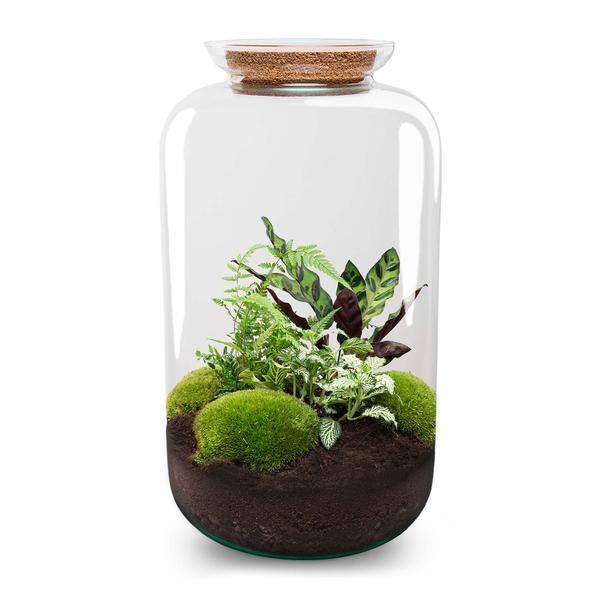 DIY terrarium - Botanical Sven XL ↕ 43 cm - Ø9 - Sierplantenshop