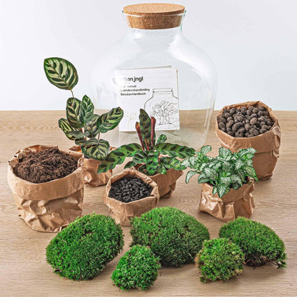 DIY Terrarium Fat Joe - Creëer je Eigen Groene Oase - Hoogte 30 cm - Ø7 - Sierplantenshop