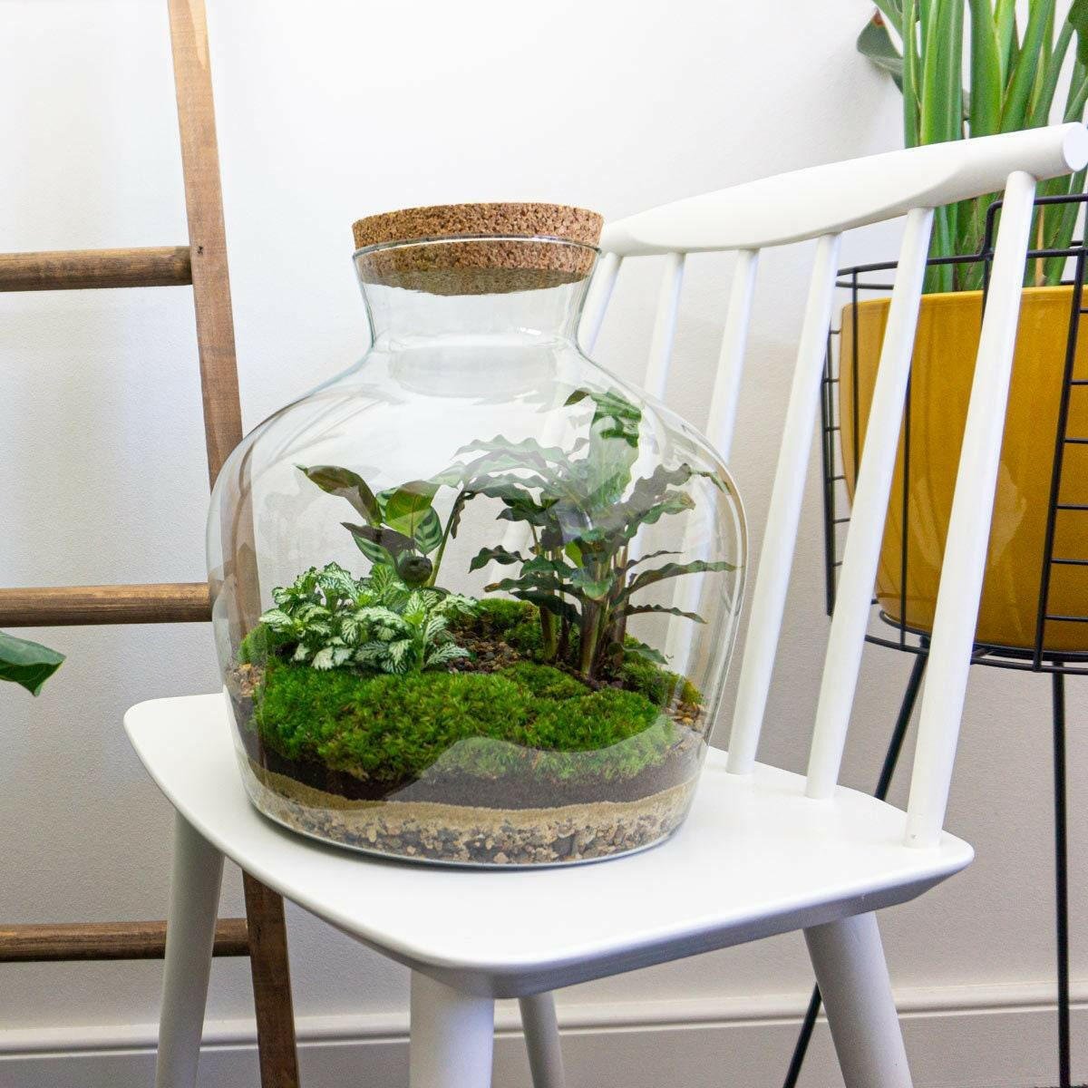 DIY Terrarium Fat Joe - Creëer je Eigen Groene Oase - Hoogte 30 cm - Ø7 - Sierplantenshop