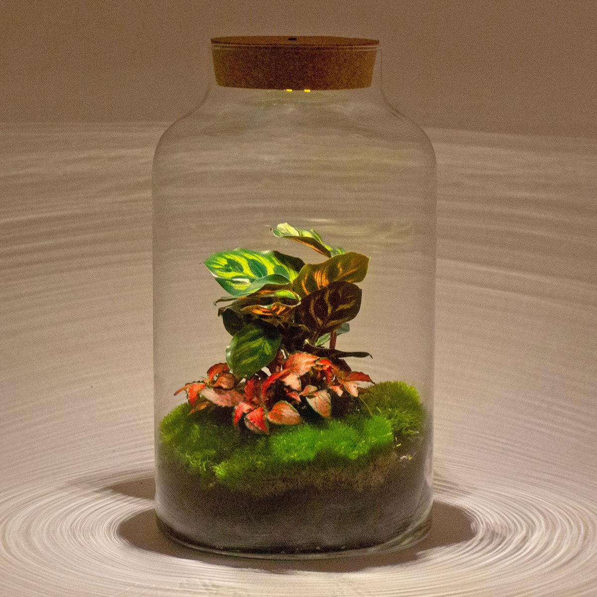 DIY Terrarium met Milky Calathea en LED - verlichting - 31 cm Hoog - Ø7 - Sierplantenshop