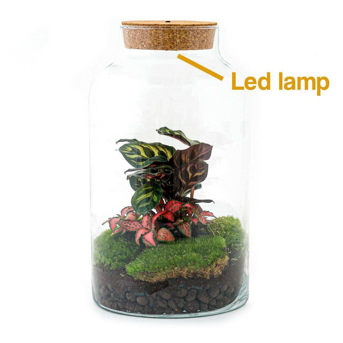 DIY Terrarium met Milky Calathea en LED - verlichting - 31 cm Hoog - Ø7 - Sierplantenshop