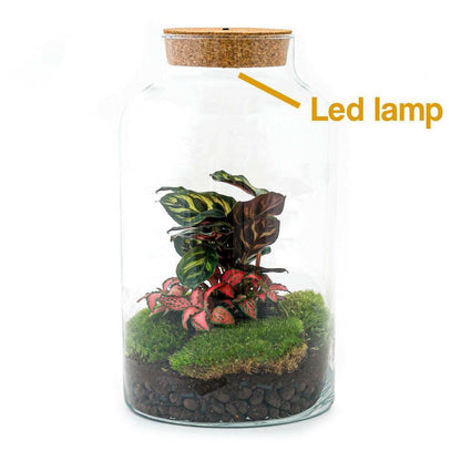 DIY Terrarium met Milky Calathea en LED - verlichting - 31 cm Hoog - Ø7 - Sierplantenshop