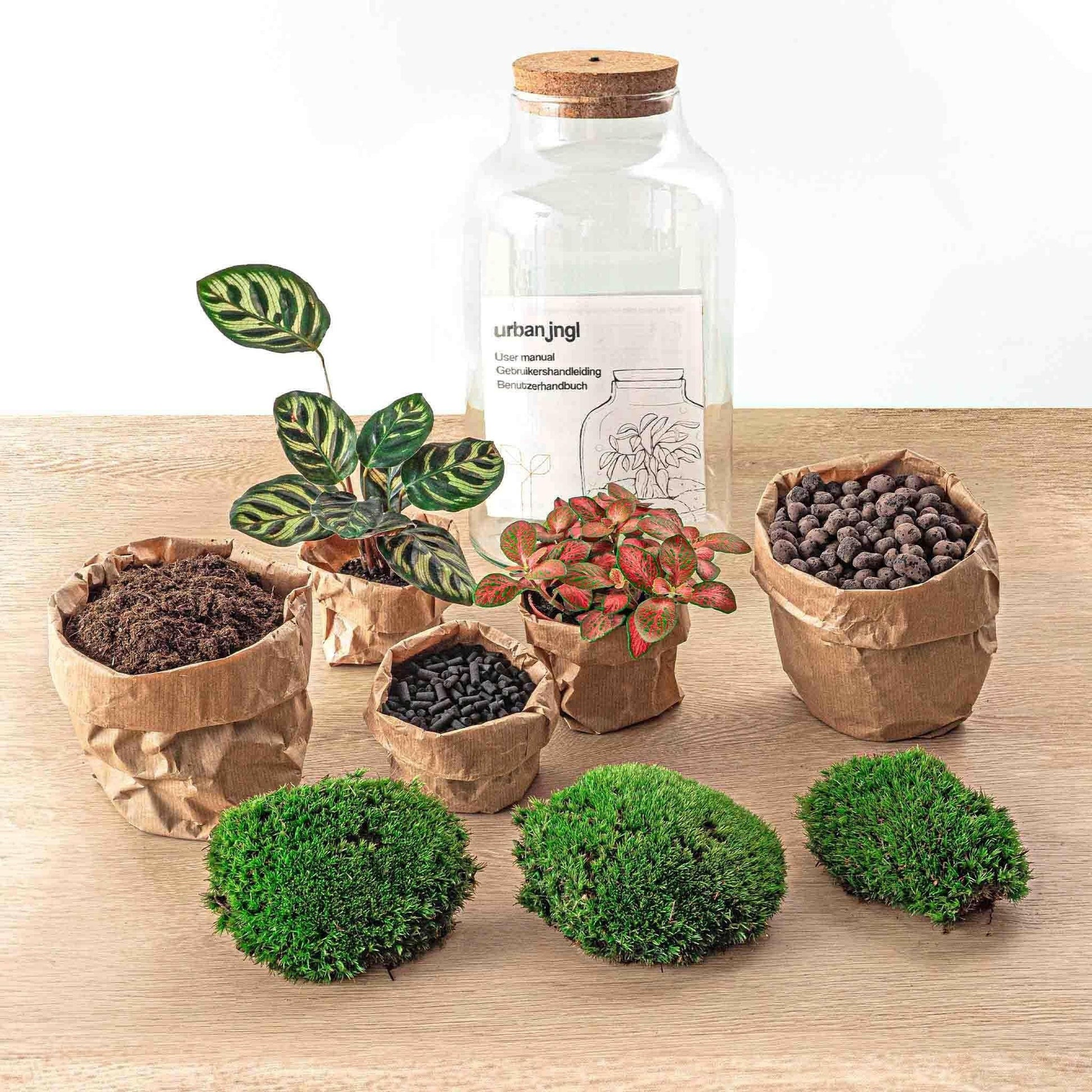 DIY Terrarium met Milky Calathea en LED - verlichting - 31 cm Hoog - Ø7 - Sierplantenshop
