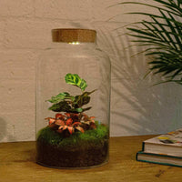 DIY Terrarium met Milky Calathea en LED - verlichting - 31 cm Hoog - Ø7 - Sierplantenshop