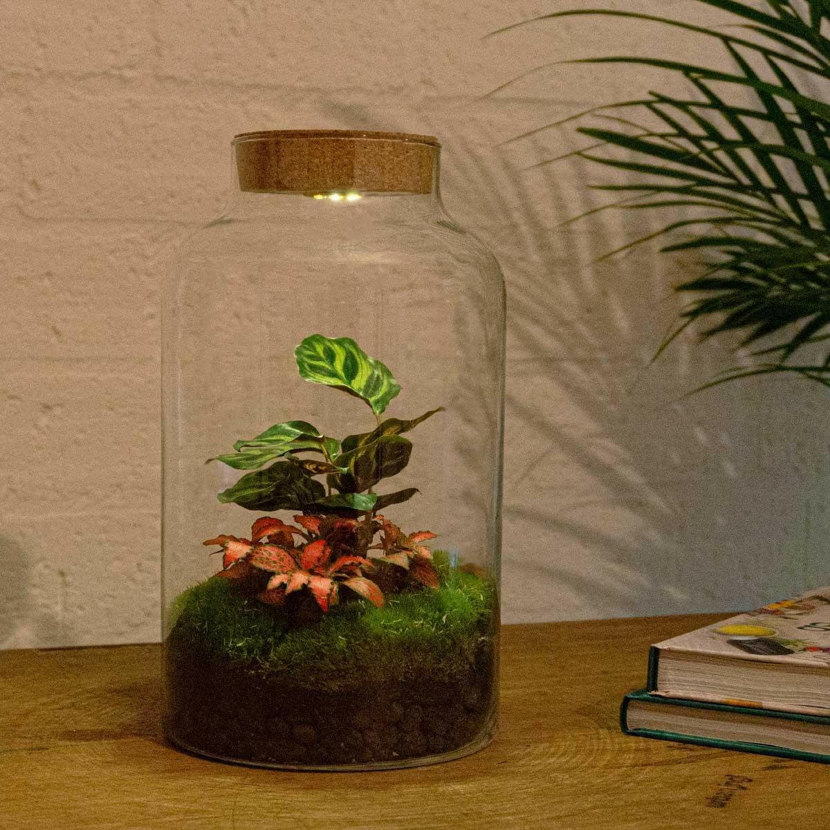 DIY Terrarium met Milky Calathea en LED - verlichting - 31 cm Hoog - Ø7 - Sierplantenshop