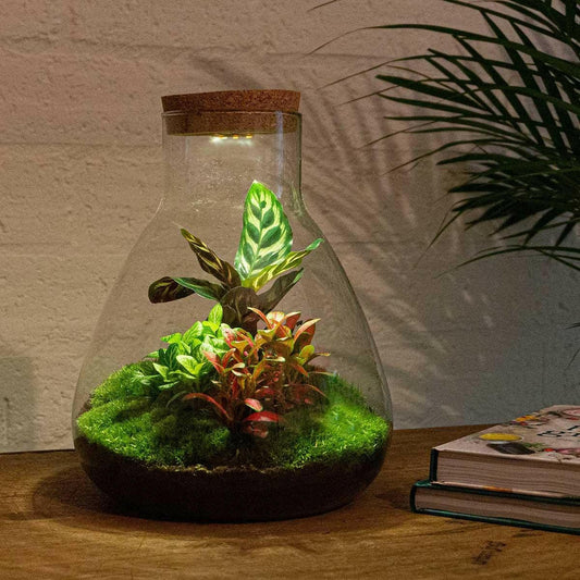 DIY Terrarium - Sam Calathea met LED Verlichting - Hoogte 30 cm - Ø7 - Sierplantenshop