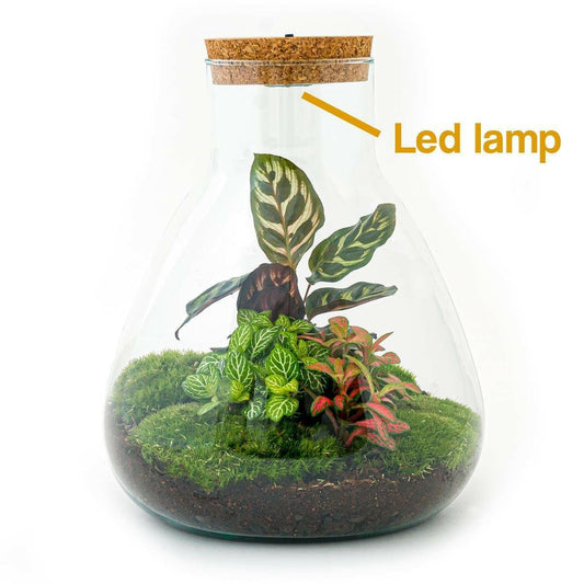 DIY Terrarium - Sam Calathea met LED Verlichting - Hoogte 30 cm - Ø7 - Sierplantenshop