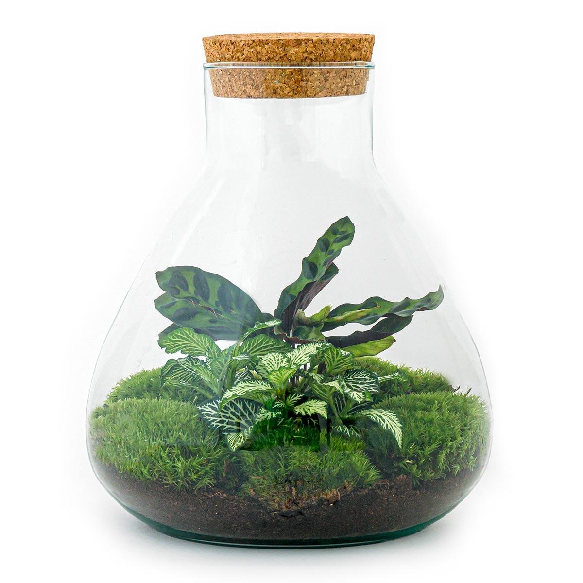 DIY terrarium – Sammie – ↕ 27 cm - Ø7 - Sierplantenshop