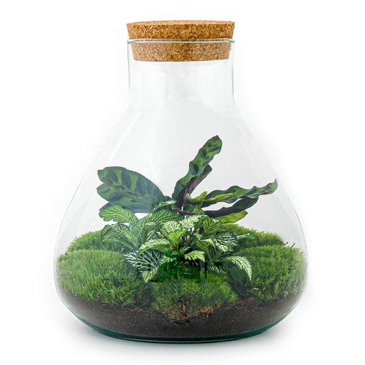 DIY terrarium – Sammie – ↕ 27 cm - Ø7 - Sierplantenshop