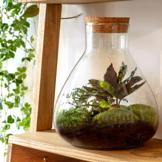 DIY terrarium – Sammie – ↕ 27 cm - Ø7 - Sierplantenshop