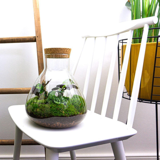 DIY terrarium – Sammie – ↕ 27 cm - Ø7 - Sierplantenshop