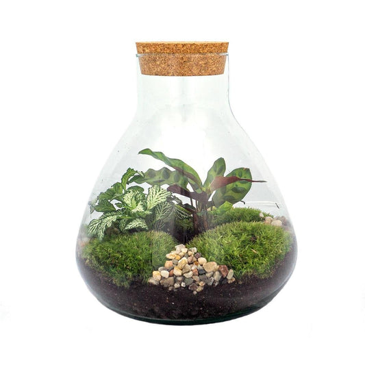 DIY terrarium – Sammie – ↕ 27 cm - Ø7 - Sierplantenshop