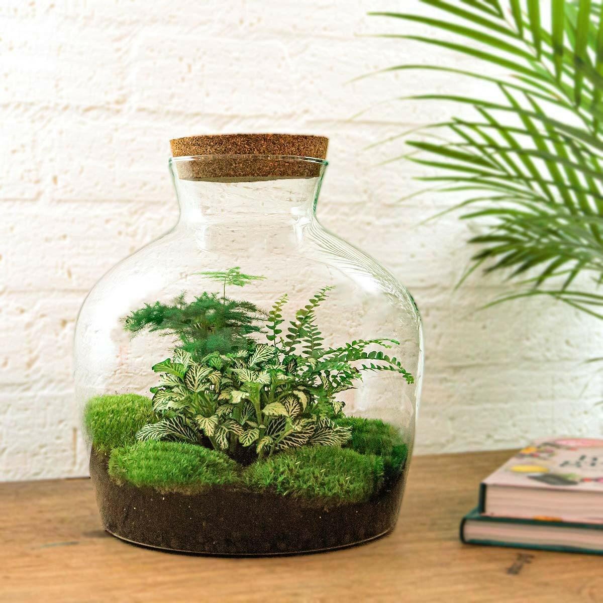 DIY Terrarium Set - Fat Joe Groen - 30 cm Hoogte met Hark, Schep, Pincet en Schaar - Ø7 - Sierplantenshop