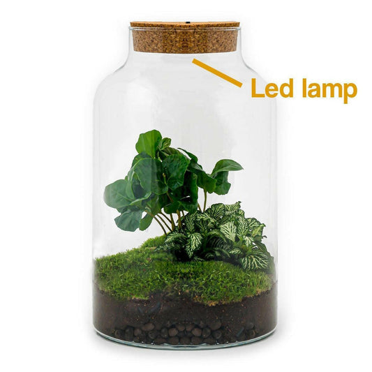 DIY Terrarium Set - Milky Coffea met Verlichting - Hoogte 31 cm - Ø7 - Sierplantenshop