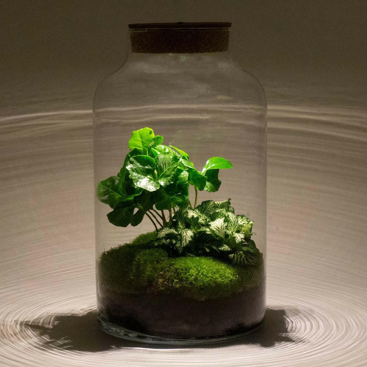 DIY Terrarium Set - Milky Coffea met Verlichting - Hoogte 31 cm - Ø7 - Sierplantenshop