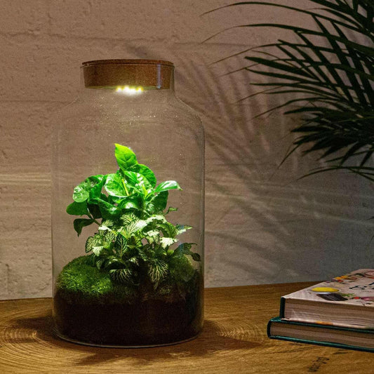 DIY Terrarium Set - Milky Coffea met Verlichting - Hoogte 31 cm - Ø7 - Sierplantenshop