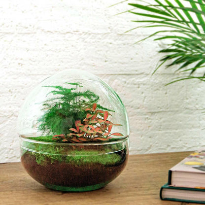 DIY Terrarium Set - Rode Koepel - Hoogte 20 cm - Creëer je Eigen Mini - Ecosysteem - Ø7 - Sierplantenshop