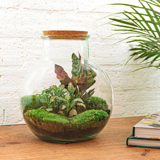 DIY Terrarium - Teddy Thema - Hoogte 26,5 cm - Breng Natuur in Huis - Ø7 - Sierplantenshop