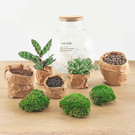 DIY Terrarium - Teddy Thema - Hoogte 26,5 cm - Breng Natuur in Huis - Ø7 - Sierplantenshop