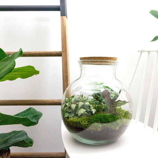 DIY Terrarium - Teddy Thema - Hoogte 26,5 cm - Breng Natuur in Huis - Ø7 - Sierplantenshop