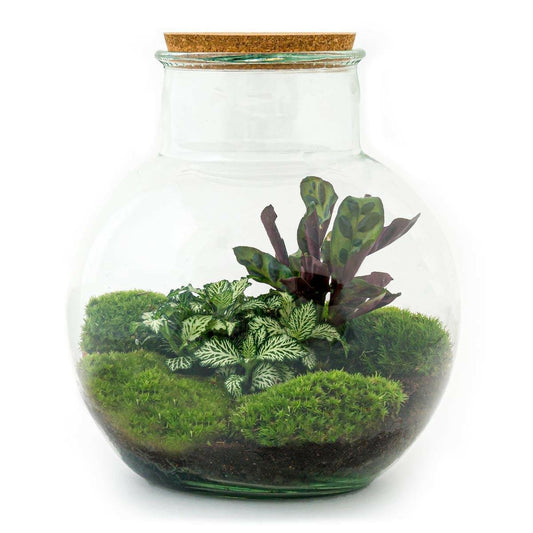 DIY Terrarium - Teddy Thema - Hoogte 26,5 cm - Breng Natuur in Huis - Ø7 - Sierplantenshop