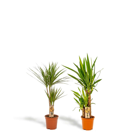 Dracaena ↨70cm + Yucca ↨90cm - Ø17 - Sierplantenshop