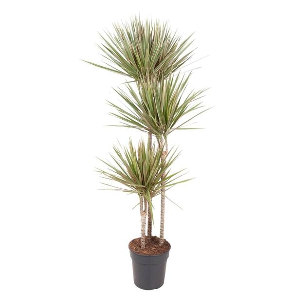 Dracaena Bicolor - 150 cm - ø24 - Sierplantenshop