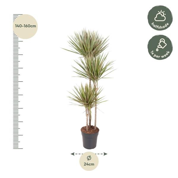 Dracaena Bicolor - 150 cm - ø24 - Sierplantenshop