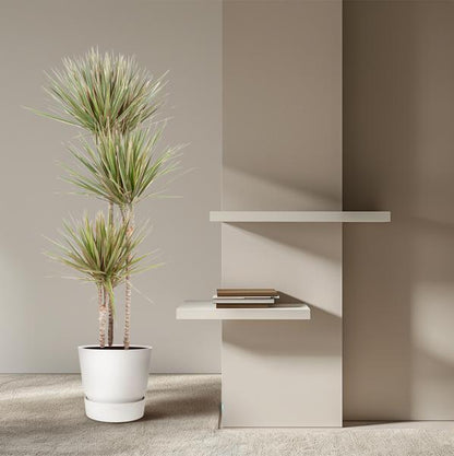 Dracaena Bicolor - 150 cm - ø24 - Sierplantenshop