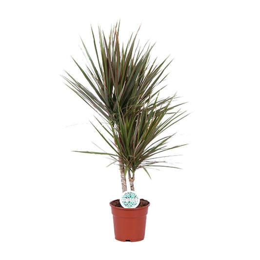 Dracaena Bicolor - ↕75cm - Ø17 - Sierplantenshop