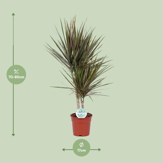 Dracaena Bicolor - ↕75cm - Ø17 - Sierplantenshop