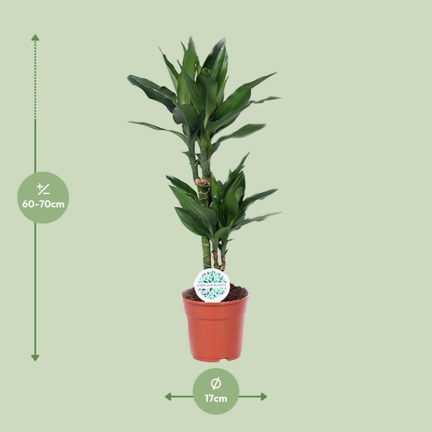 Dracaena Janet Lind - ↨70cm - Ø17 - Sierplantenshop