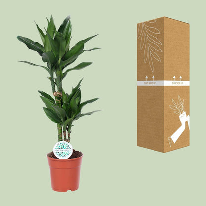 Dracaena Janet Lind - ↨70cm - Ø17 - Sierplantenshop
