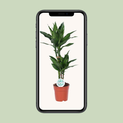 Dracaena Janet Lind - ↨70cm - Ø17 - Sierplantenshop