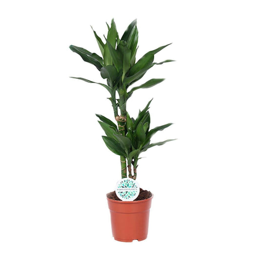 Dracaena Janet Lind - ↨70cm - Ø17 - Sierplantenshop
