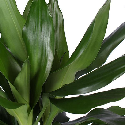 Dracaena Janet Lind in Albury natural mand - ↕90cm - Ø21 - Sierplantenshop