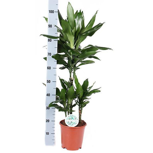 Dracaena Janet Lind in Albury natural mand - ↕90cm - Ø21 - Sierplantenshop