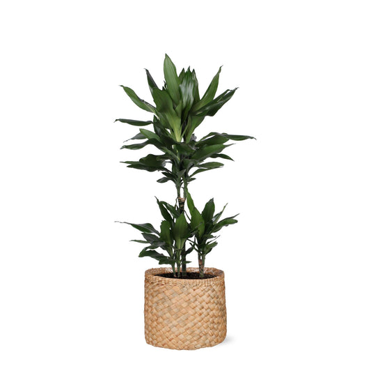 Dracaena Janet Lind in Albury natural mand - ↕90cm - Ø21 - Sierplantenshop