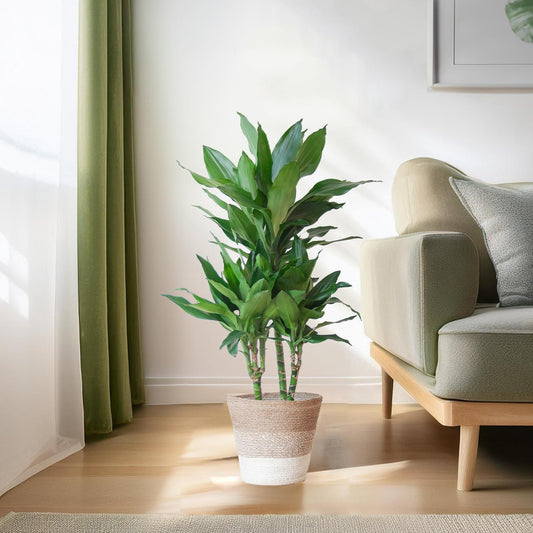 Dracaena Janet Lindt met mand Lissabon wit - ↕95cm - Ø21 - Sierplantenshop