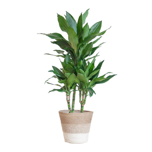 Dracaena Janet Lindt met mand Lissabon wit - ↕95cm - Ø21 - Sierplantenshop