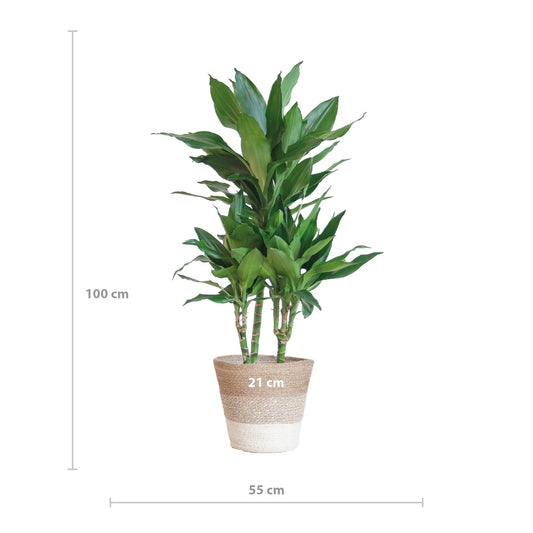 Dracaena Janet Lindt met mand Lissabon wit - ↕95cm - Ø21 - Sierplantenshop