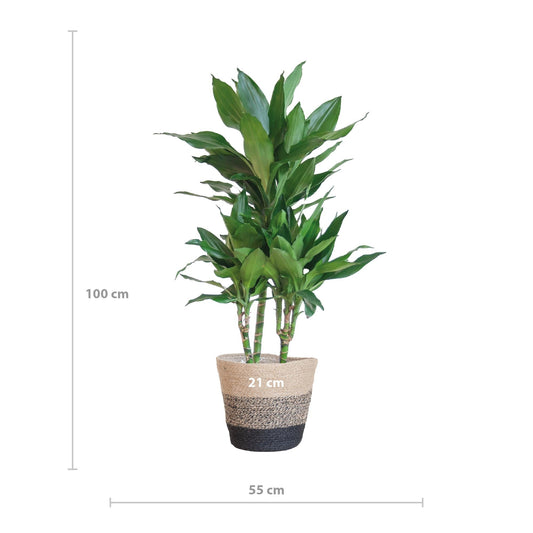 Dracaena Janet Lindt met Mand Lissabon zwart - ↕95cm - Ø21 - Sierplantenshop