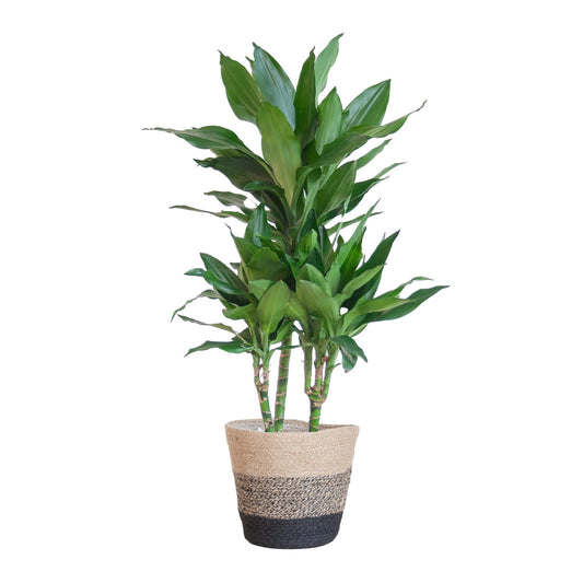 Dracaena Janet Lindt met Mand Lissabon zwart - ↕95cm - Ø21 - Sierplantenshop