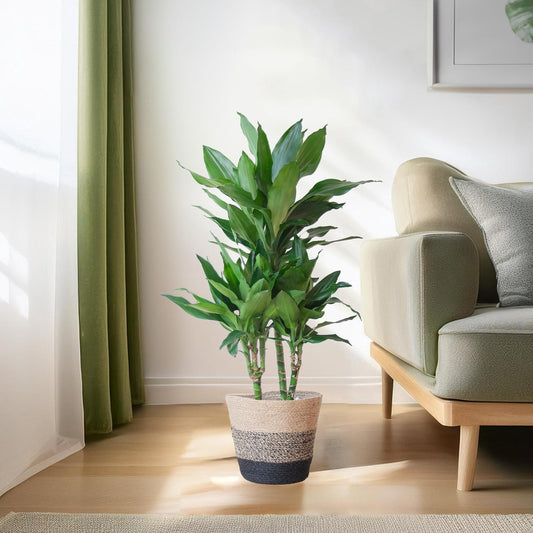 Dracaena Janet Lindt met Mand Lissabon zwart - ↕95cm - Ø21 - Sierplantenshop