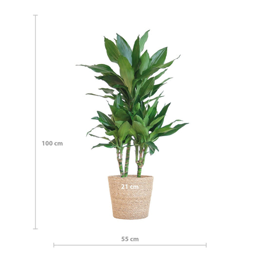 Dracaena Janet Lindt met Sofia mand naturel - ↕95cm - Ø21 - Sierplantenshop