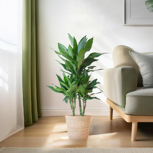 Dracaena Janet Lindt met Sofia mand naturel - ↕95cm - Ø21 - Sierplantenshop