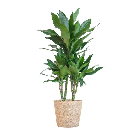 Dracaena Janet Lindt met Sofia mand naturel - ↕95cm - Ø21 - Sierplantenshop