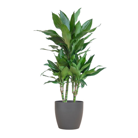 Dracaena Janet Lindt met Viber grijs - ↕95cm - Ø21 - Sierplantenshop