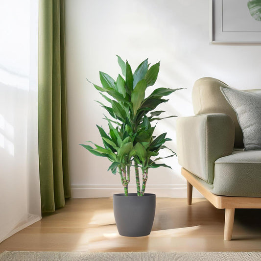 Dracaena Janet Lindt met Viber grijs - ↕95cm - Ø21 - Sierplantenshop