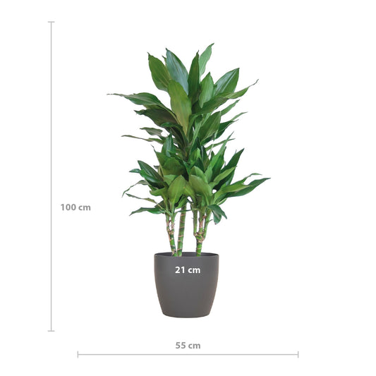 Dracaena Janet Lindt met Viber grijs - ↕95cm - Ø21 - Sierplantenshop